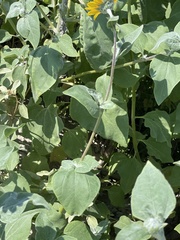Helianthus argophyllus