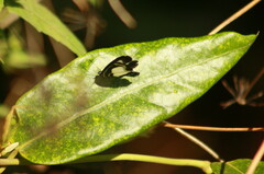 Psychonotis caelius