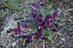 Iris reticulata