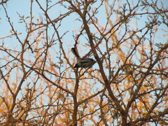 Polioptila dumicola