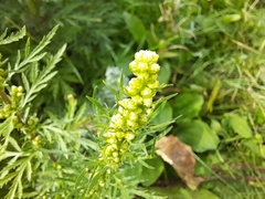 Artemisia biennis