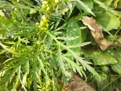 Artemisia biennis