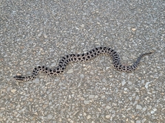 Sistrurus miliarius barbouri