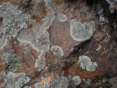 Dimelaena