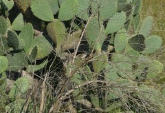 Oriturus superciliosus