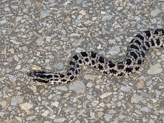 Sistrurus miliarius barbouri