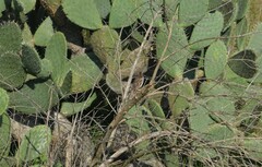 Oriturus superciliosus