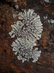 Dimelaena
