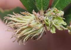 Andricus quercusfoliatus