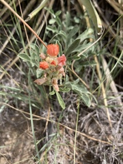 Sphaeralcea coccinea