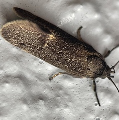 Leistomorpha brontoscopa