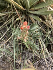 Sphaeralcea coccinea