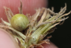 Andricus quercusfoliatus