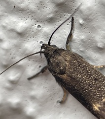 Leistomorpha brontoscopa