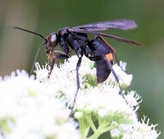 Poecilopompilus algidus algidus