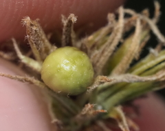 Andricus quercusfoliatus