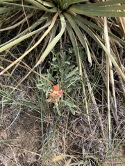 Sphaeralcea coccinea