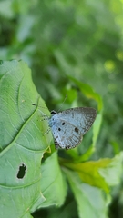 Megisba malaya sikkima