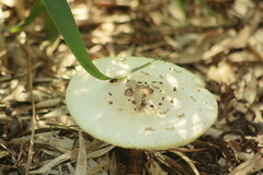 Chlorophyllum hortense