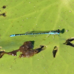 Austroagrion exclamationis