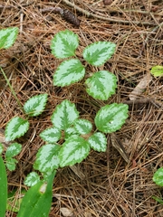 Lamium galeobdolon argentatum
