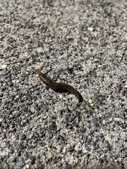 Ambigolimax valentianus