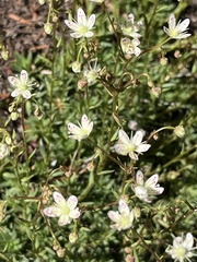 Saxifraga
