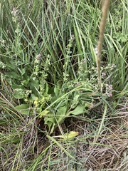 Cynoglossum officinale