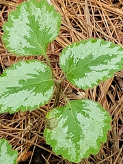 Lamium galeobdolon argentatum