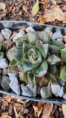 Echeveria purpusorum