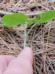 Lamium galeobdolon argentatum
