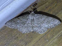 Ectropis crepuscularia