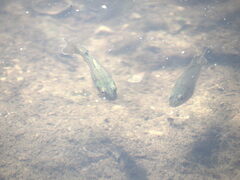 Lepomis