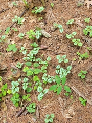 Lamium galeobdolon argentatum