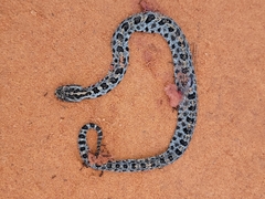 Sistrurus miliarius barbouri