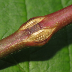 Neolasioptera nodulosa