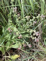 Cynoglossum officinale