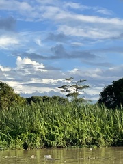 Leptoptilos javanicus