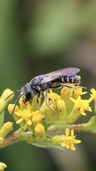 Lasioglossum coriaceum