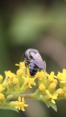 Lasioglossum coriaceum