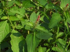 Acalypha phleoides