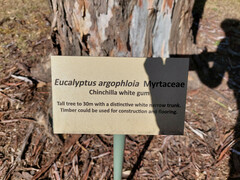 Eucalyptus argophloia