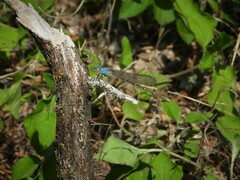 Argia apicalis