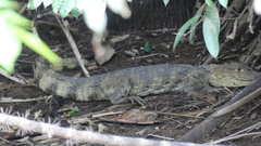 Caiman crocodilus