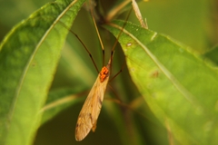Platytipula
