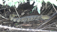 Caiman crocodilus