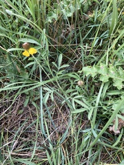 Ratibida columnifera