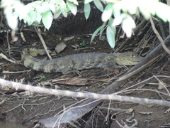 Caiman crocodilus