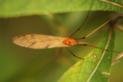 Platytipula