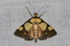 Deuterarcha xanthomela